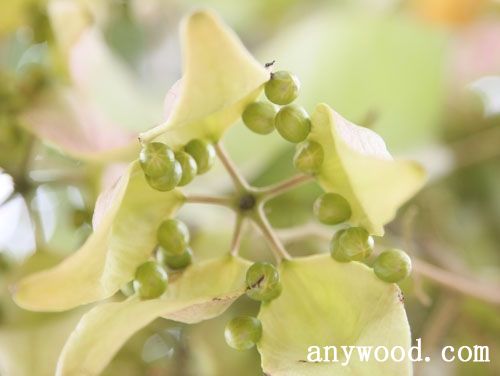 批木网 anywood.com