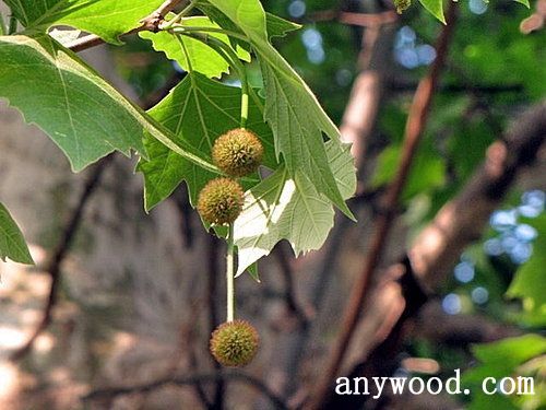 批木网 anywood.com