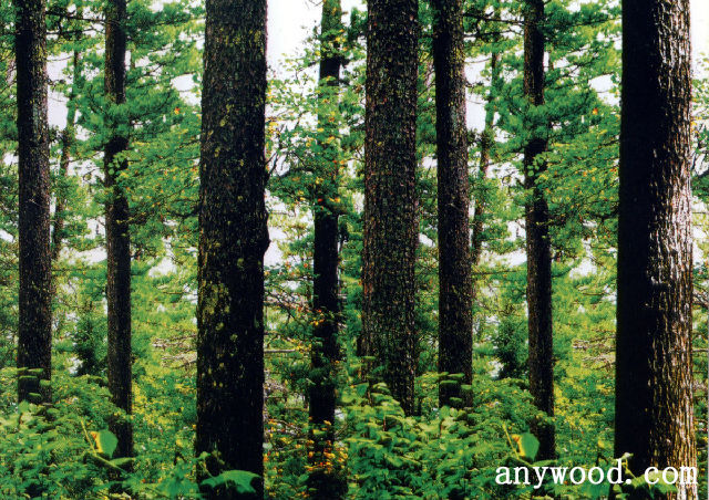 批木网 anywood.com