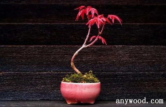 批木网 anywood.com