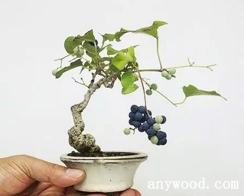 批木网 anywood.com