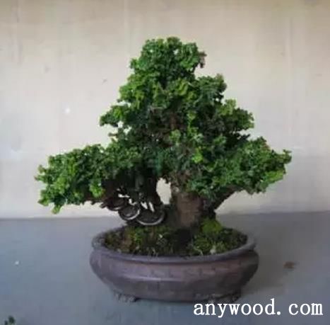 批木网 anywood.com