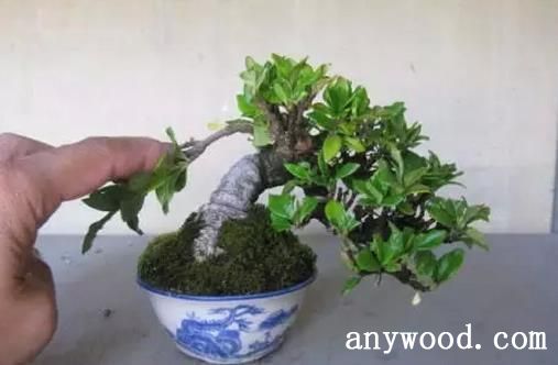 批木网 anywood.com