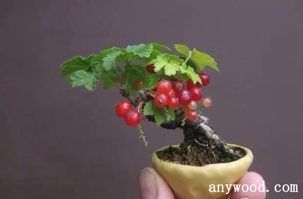 批木网 anywood.com