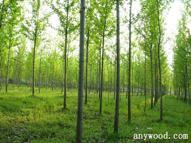 批木网 anywood.com