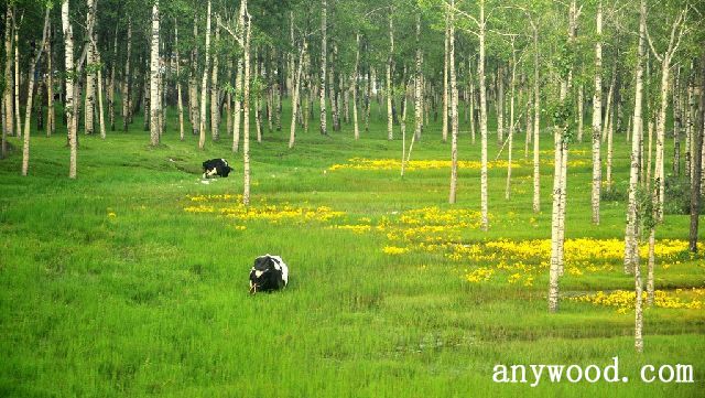 批木网 anywood.com
