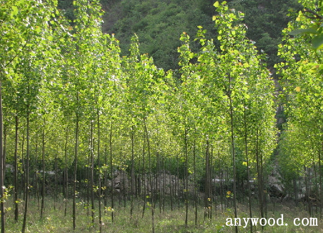 批木网 anywood.com