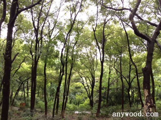 批木网 anywood.com