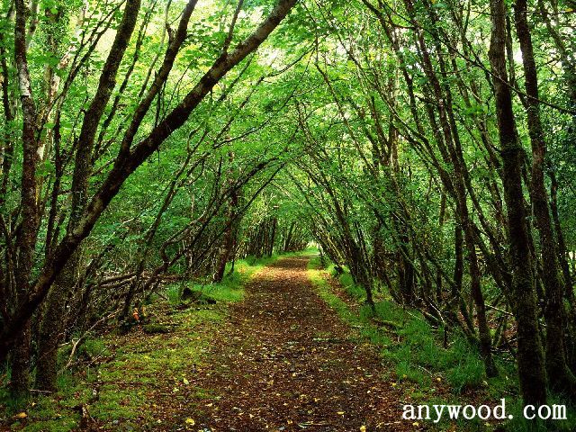 批木网 anywood.com