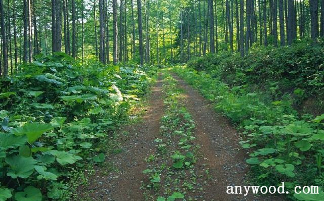 批木网 anywood.com
