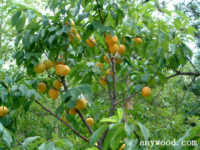 批木网 anywood.com