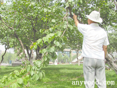 批木网 anywood.com 