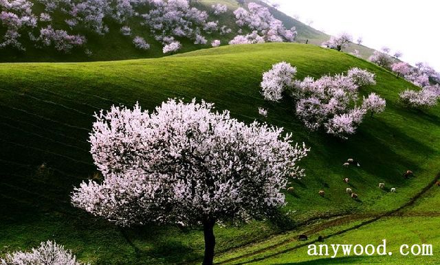 批木网 anywood.com