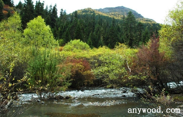 批木网 anywood.com