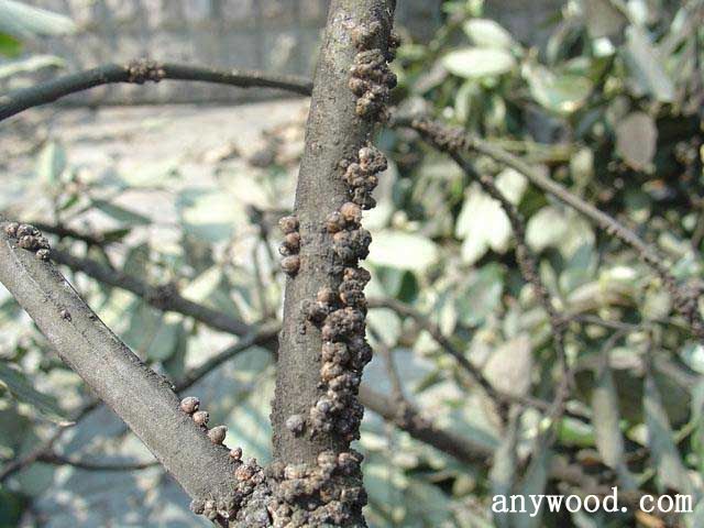 批木网 anywood.com
