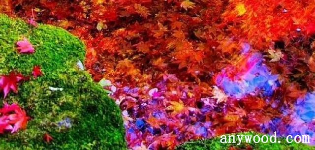 飞花逐水流