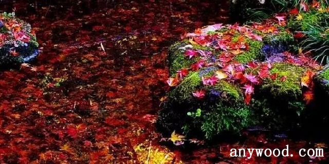 飞花逐水流