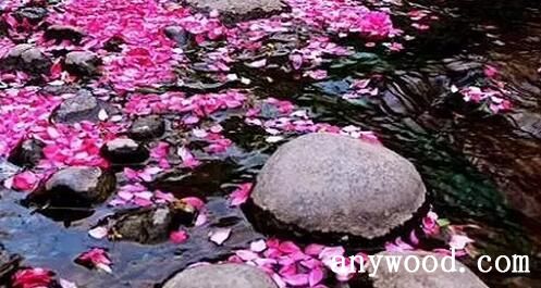 飞花逐水流