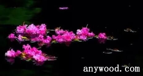 飞花逐水流