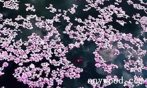 飞花逐水流