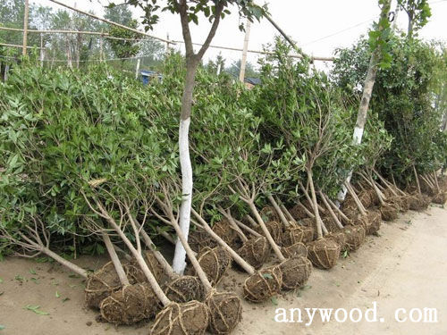 批木网 anywood.com