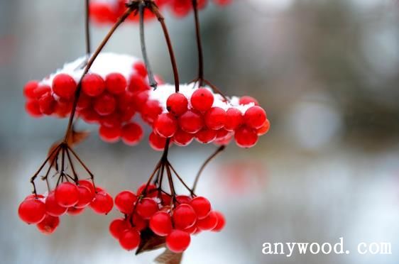 批木网 anywood.com