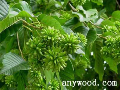 批木网 anywood.com