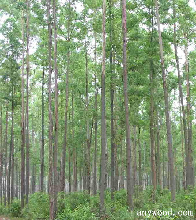 批木网 anywood.com