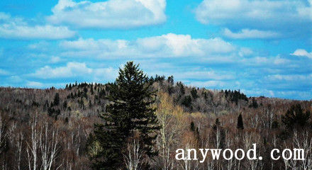 批木网 anywood.com