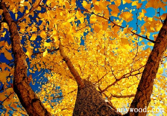 批木网 anywood.com