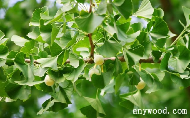 批木网 anywood.com