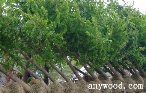 批木网 anywood.com