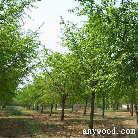 批木网 anywood.com