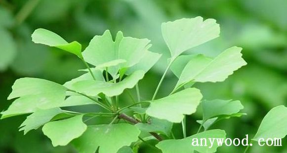 批木网 anywood.com