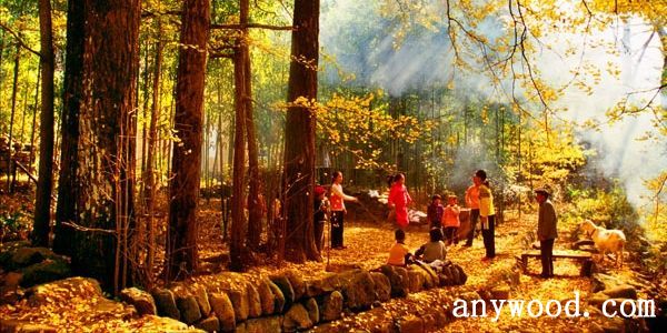 批木网 anywood.com
