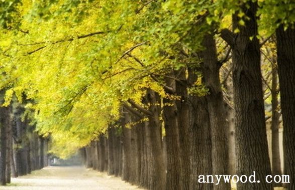批木网 anywood.com