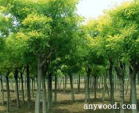 批木网 anywood.com