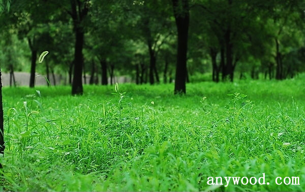 批木网 anywood.com