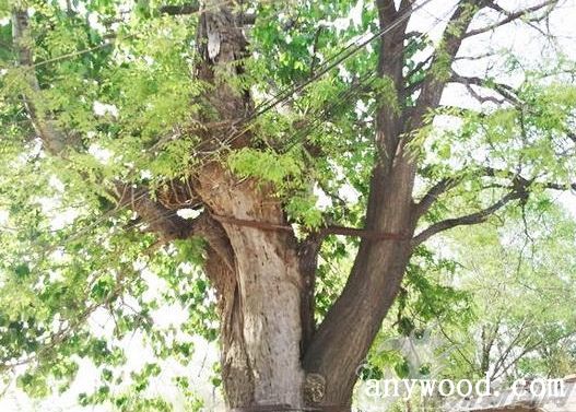 批木网 anywood.com