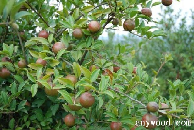 批木网 anywood.com