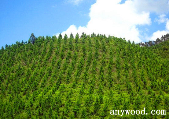 批木网 anywood.com