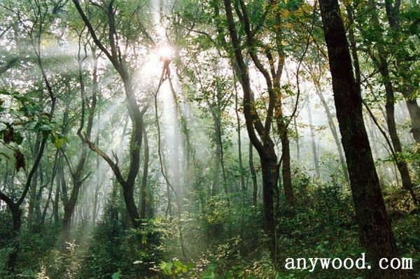 批木网 anywood.com
