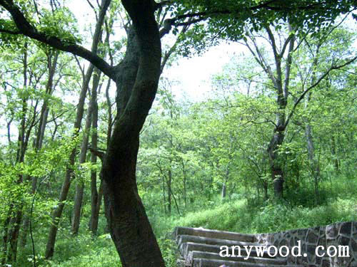 批木网 anywood.com