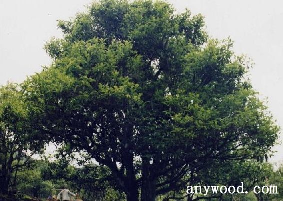 批木网 anywood.com
