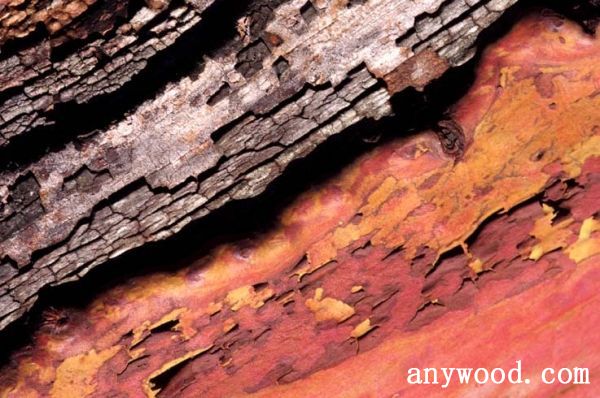 批木网 anywood.com