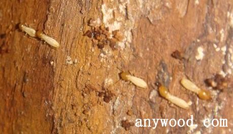 批木网 anywood.com