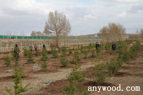 批木网 anywood.com