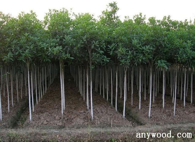 批木网 anywood.com