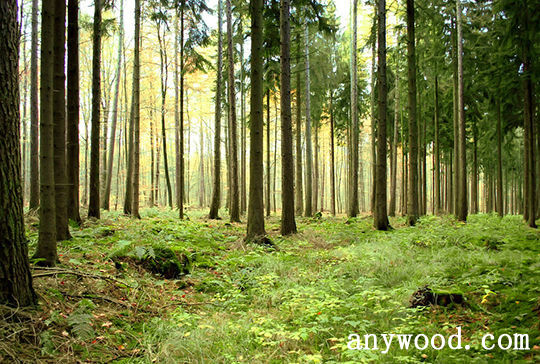 批木网 anywood.com