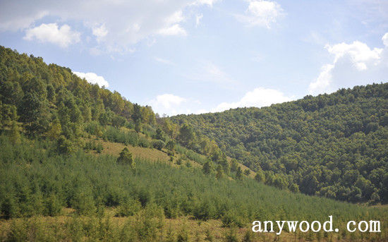 批木网 anywood.com